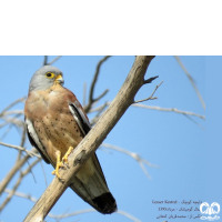 دلیجه کوچک Lesser Kestrel